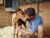 Wild Horse Rescues Album