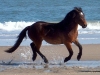 Corolla Wild Horses Album