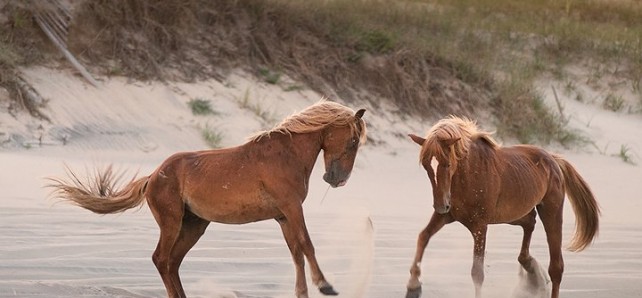 When you take a tour with the Corolla Wild Horse Fund, ALL proceeds benefit the management and protection of the wild herd, AND include a one year membership!