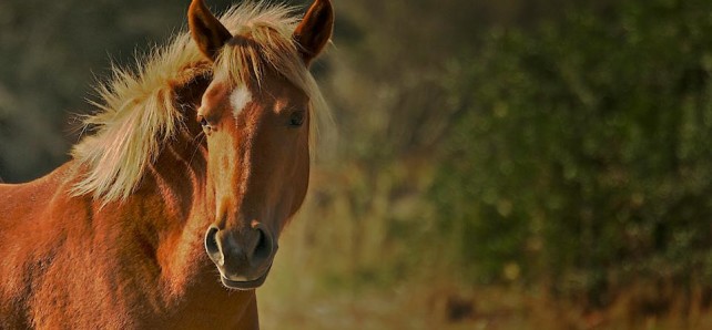 Chestnut's Head