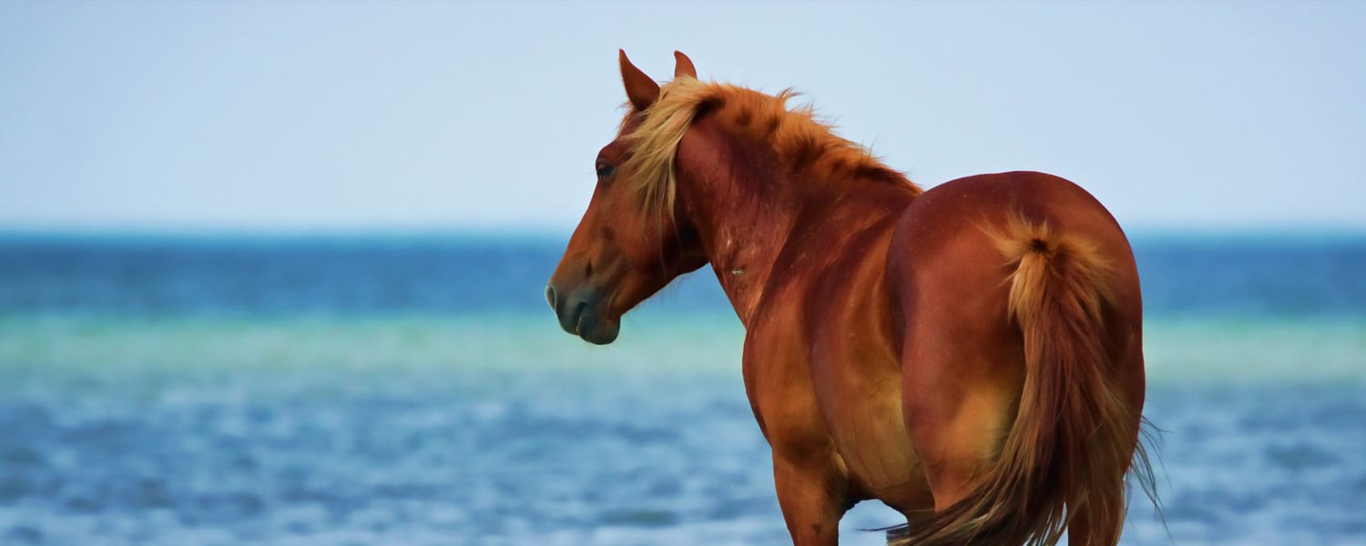 ✨Summer Event✨WILD HORSE ISLANDS CODES - ALL WILD HORSE ISLANDS