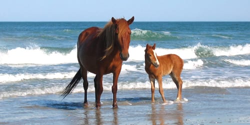 Corolla Wild Horses Horse Fund Tours See The Wild Horses