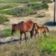 Corolla Wild Horses - Foal naming Contest