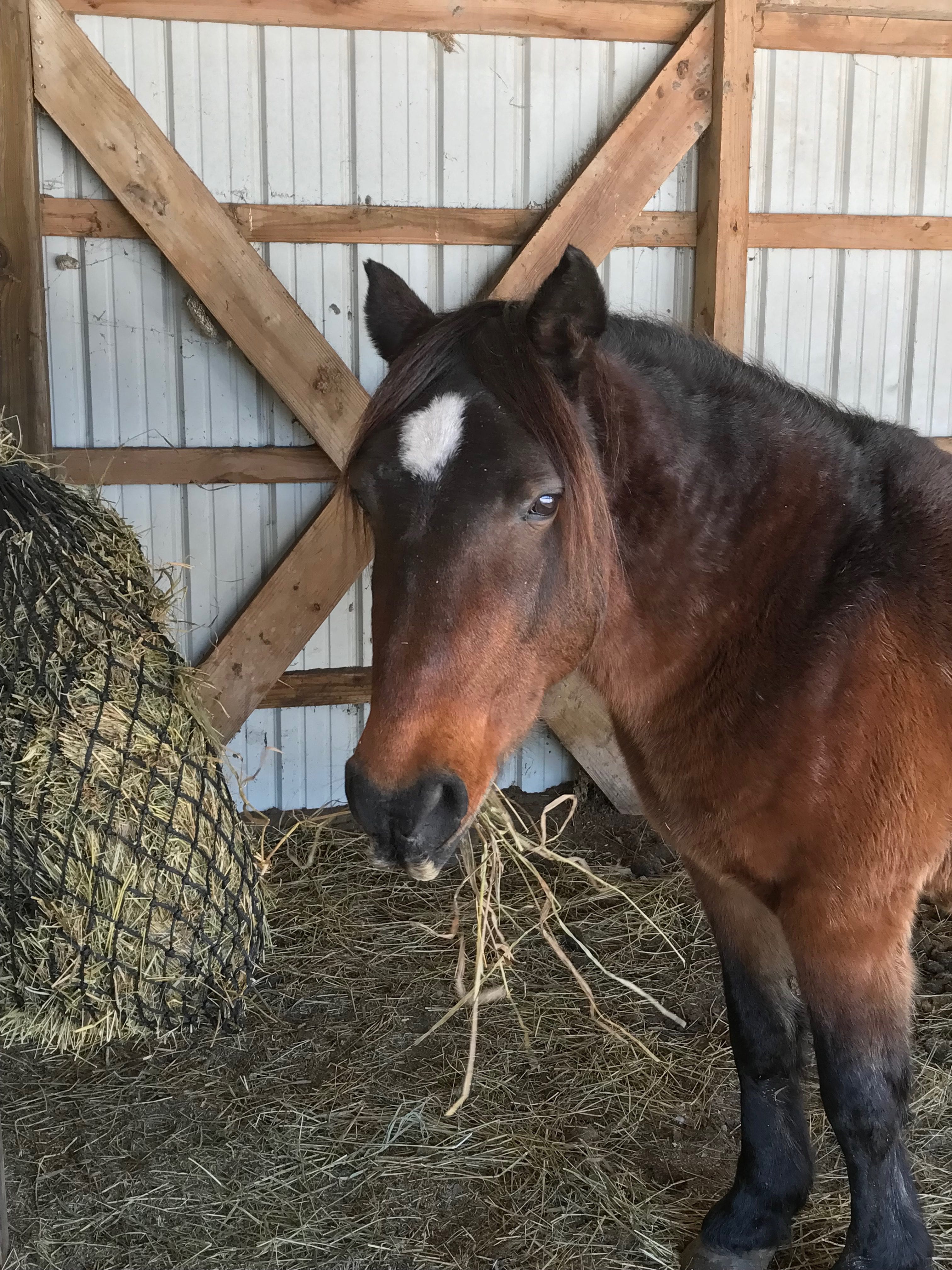 News Corolla Wild Horses Corolla Wild Horse Fund