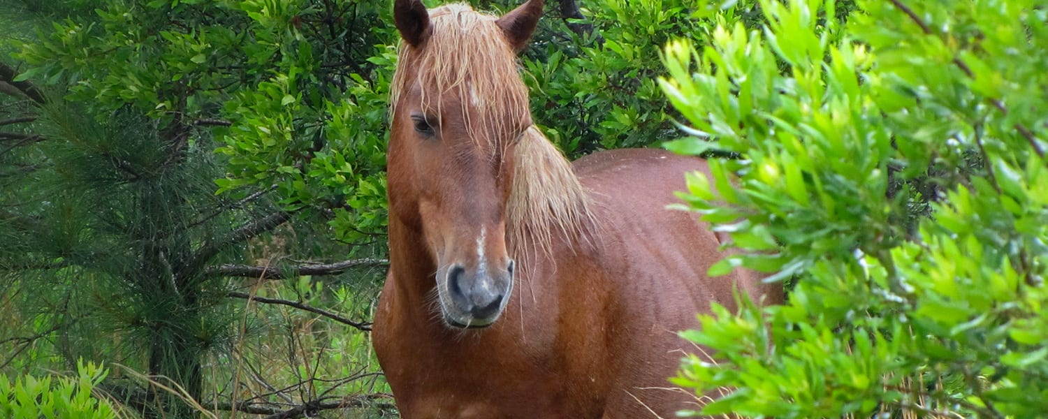 My new baby in wild horse islands any name ideas? in 2023