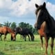 Corolla Wild Horse Fund event - Member Mornings on the Farm