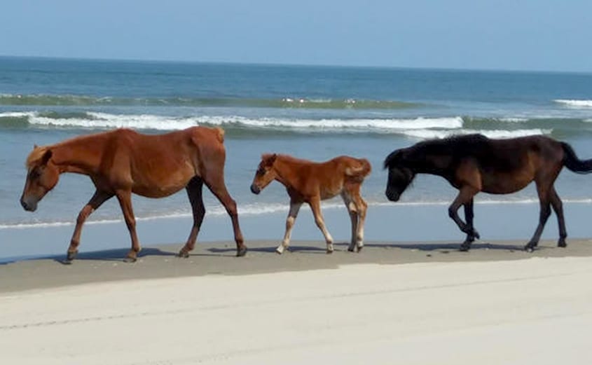 Nature Up Close: Wild Horses of the Outer Banks | Corolla Wild Horses |  Corolla Wild Horse Fund