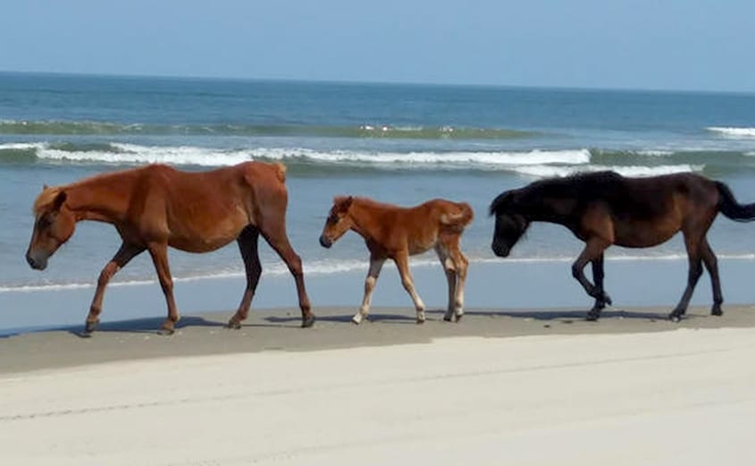 Nature Up Close: Wild Horses of the Outer Banks | Corolla Wild Horses | Corolla Wild Horse Fund Nature Up Close: Wild Horses of the Outer Banks | Corolla Wild Horses | Corolla Wild Horse Fund