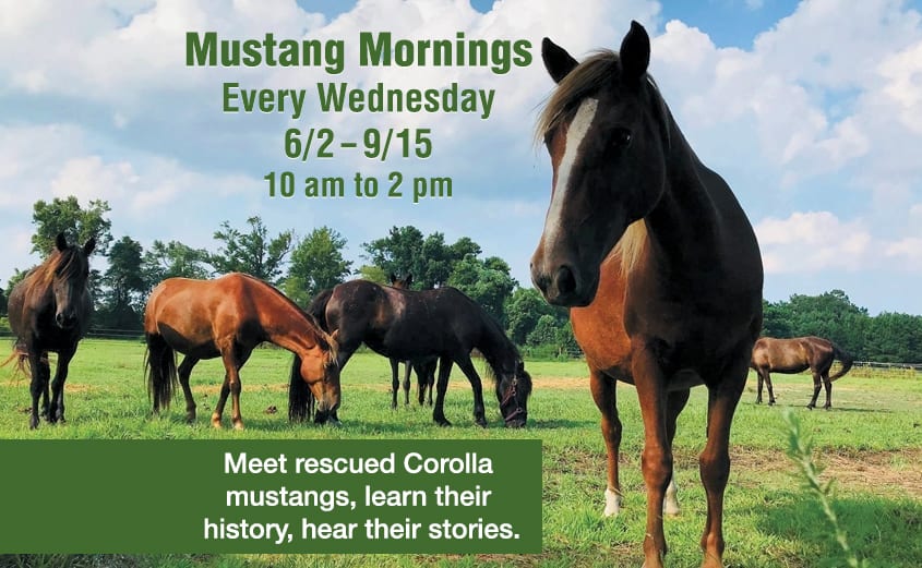 Corolla Wild Horse Fund Mustang Mornings 2021