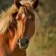 Corolla Wild Horse Fund Response to the Coronavirus (COVID-19)