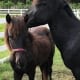 Day on the Farm - Corolla Wild Horses Rehabilitation and rescue