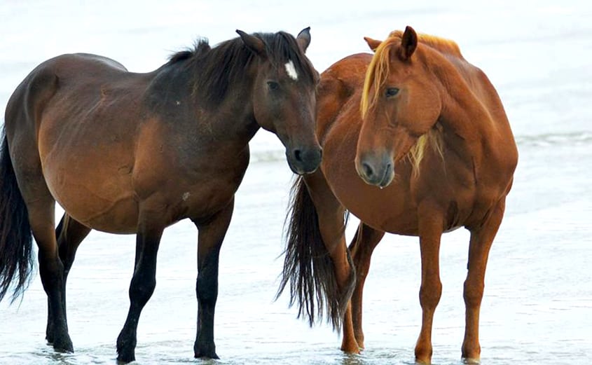 Meet a Mustang