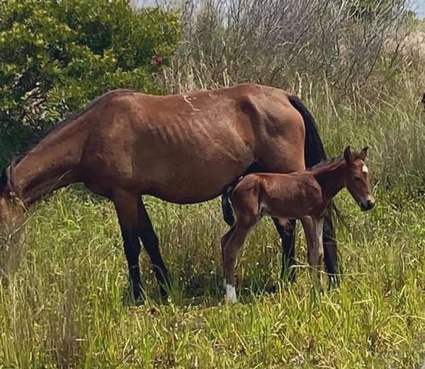 Meet Brio Baby Number Eight Corolla Wild Horses Corolla Wild Horse Fund