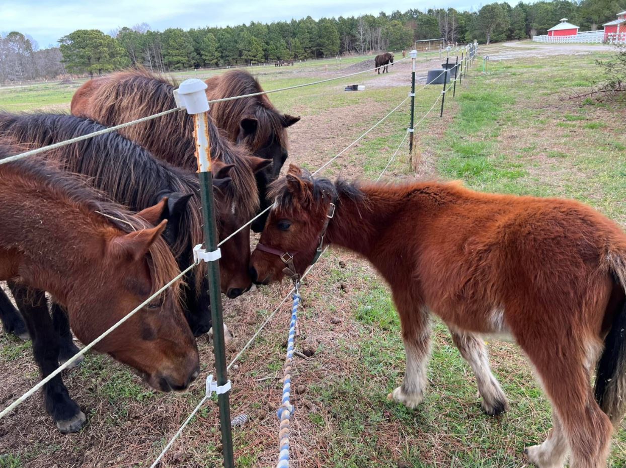 Brio Update Corolla Wild Horses Corolla Wild Horse Fund