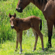 Corolla Wild Horses - New Foal - Ceres
