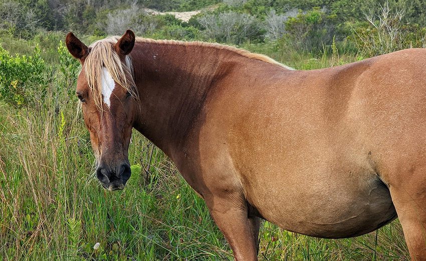 Diplomati Rend Grønthandler June Treated for Pythiosis | Corolla Wild Horses | Corolla Wild Horse Fund