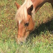 wild horse grazing safe plants