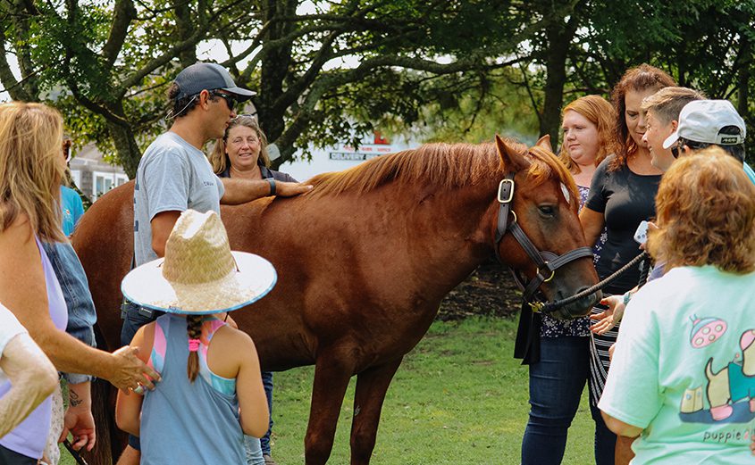 CWHF's Meet a Banker Horse event