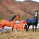Spanish Mustang Family 1