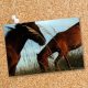 Postcard 8508