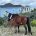 Mare foal ladder