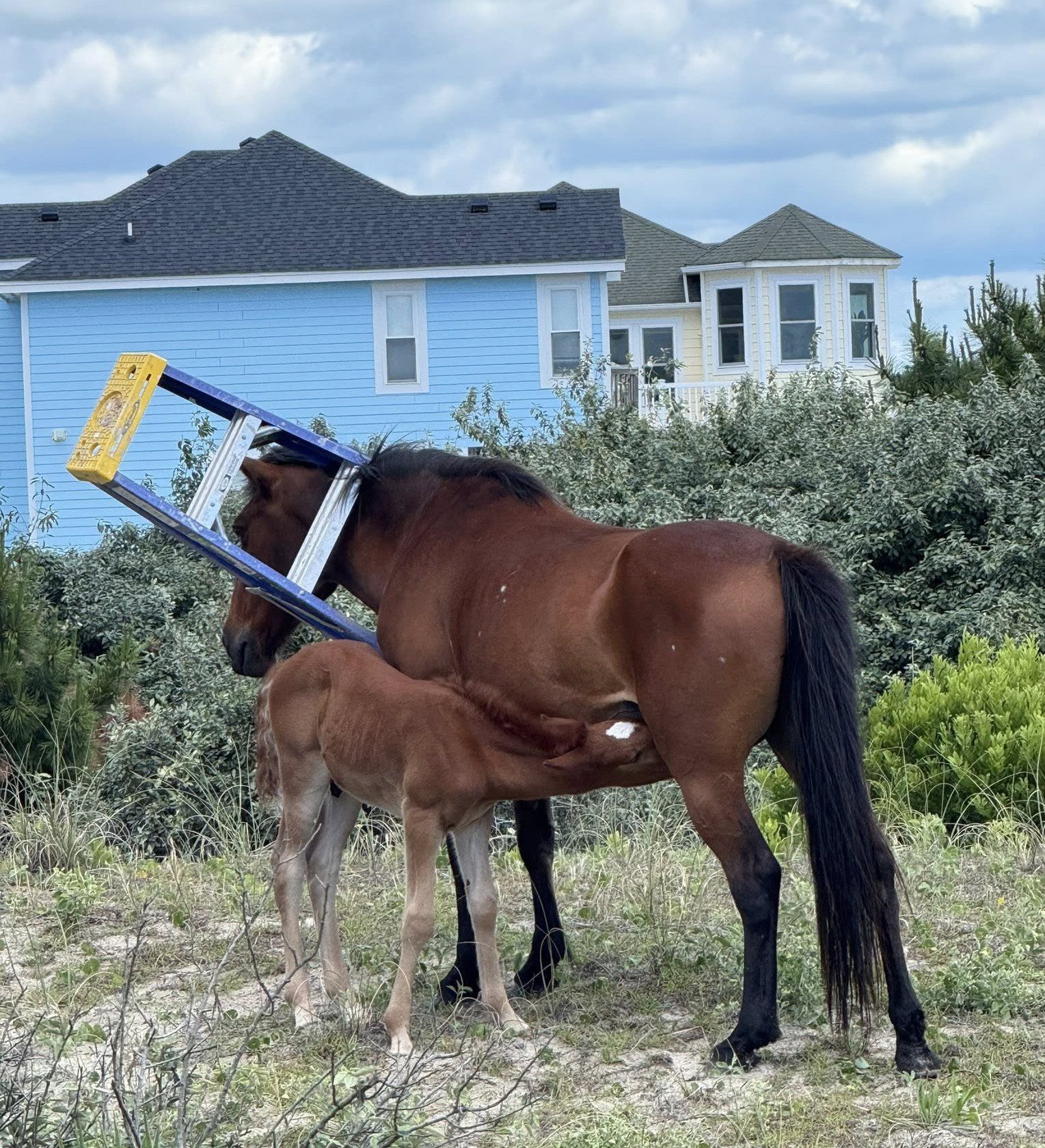 All's Well and Ends Well | Corolla Wild Horses | Corolla Wild Horse Fund
