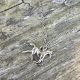 Silver Horse Necklace