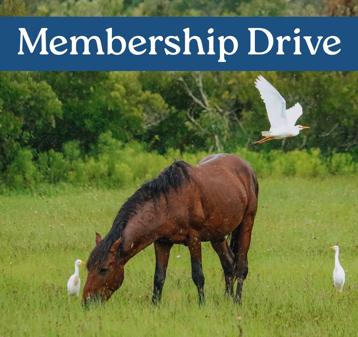 CWHF 2026 Membership Drive