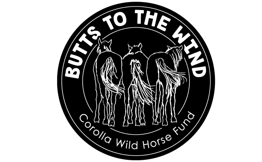 Butts to the Wind - Corolla Wild Horses Gift Shop