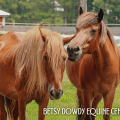 CWHF Post Card 003