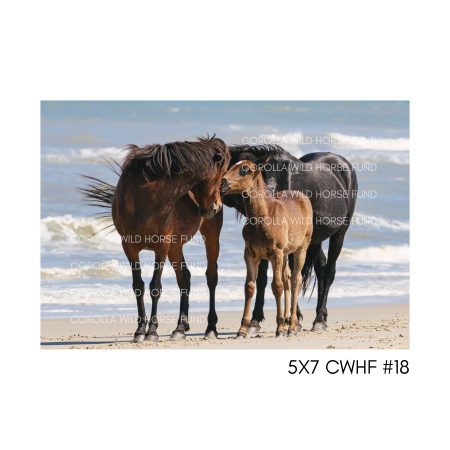 5x7 CWHF #18