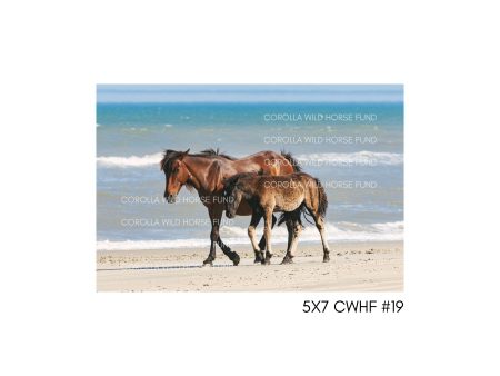 5x7 CWHF #19