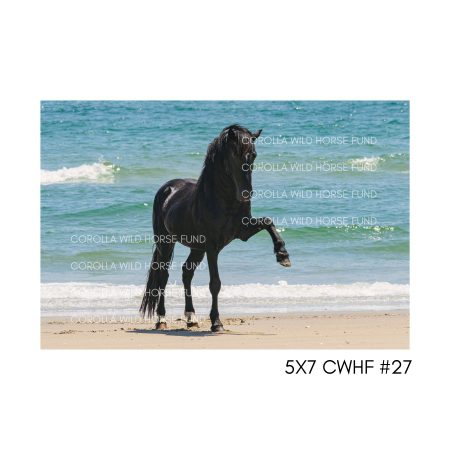 5x7 CWHF #27