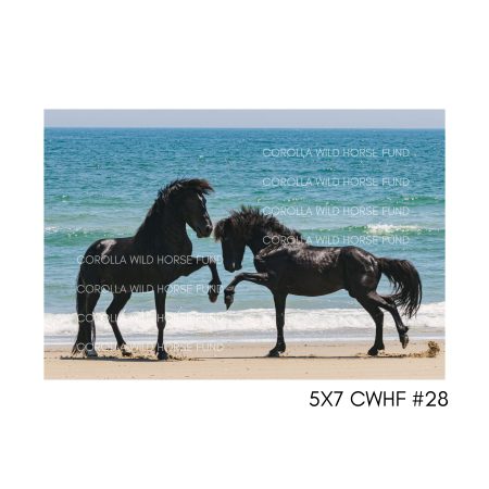 5x7 CWHF #28