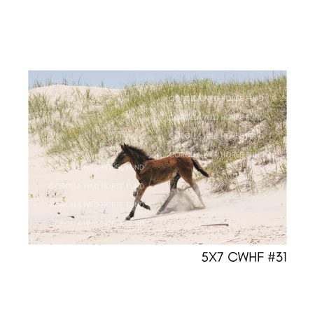 5x7 CWHF #31