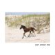 5x7 CWHF #31