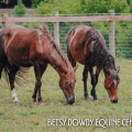 CWHF Post Card 004