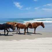Wild Horses Approaching—Now What?—An Educational Update