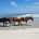 Wild Horses Approaching—Now What?—An Educational Update