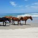 Wild Horses Approaching—Now What?—An Educational Update