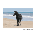 5x7 CWHF #10
