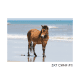 5x7 CWHF #11