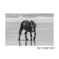 5x7 CWHF #22