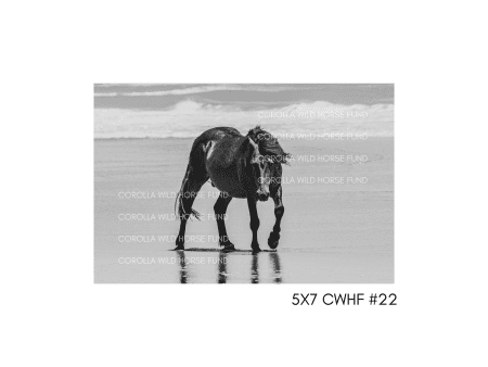 5x7 CWHF #22