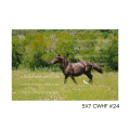 5x7 CWHF #24