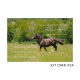 5x7 CWHF #24