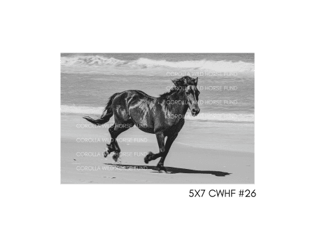 5x7 CWHF #26