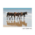 5x7 CWHF #3