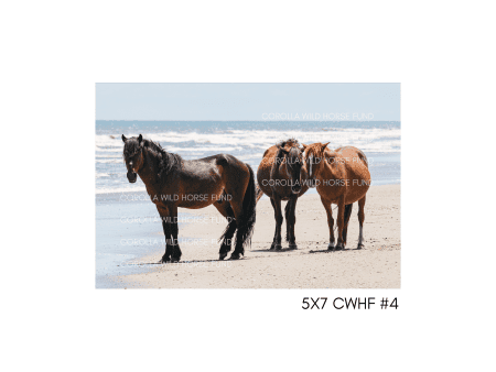 5x7 CWHF #4