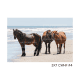 5x7 CWHF #4